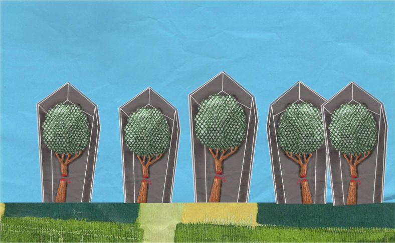 Cementerio de árboles