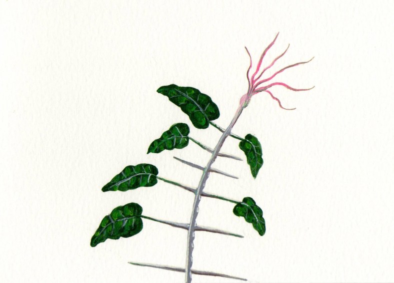 Espinas o espinacas - internet